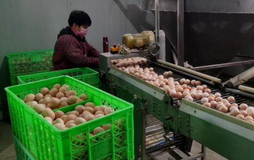 武清區(qū)農副產品供應充足，全力保障百姓生活必需品需求