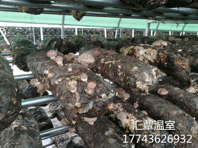 立體栽培大棚香菇